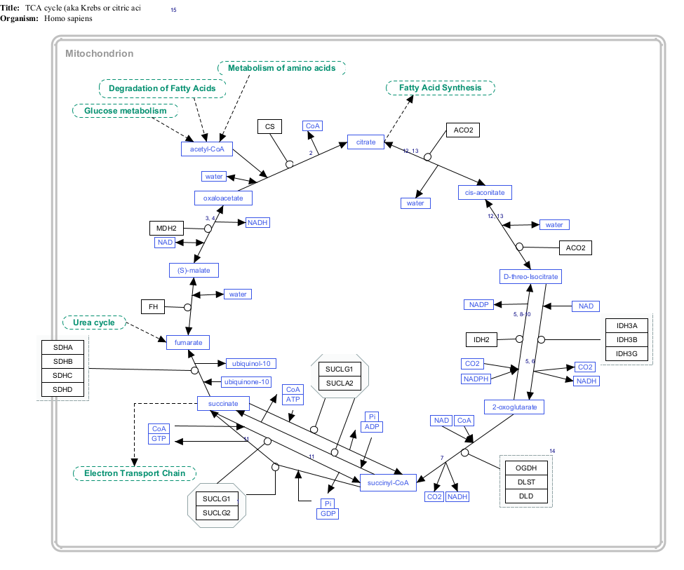 Example TCA cycle pathway ([WP78](https://www.wikipathways.org/index.php/Pathway:WP78)) drawn using PathVisio and hosted on WikiPathways